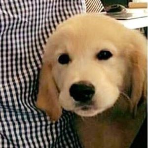 Meet your Posher, Shane